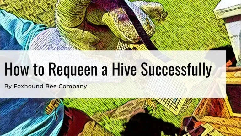 Requeen A Hive