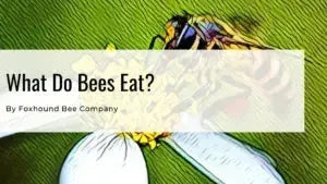 What Do Bees Eat?