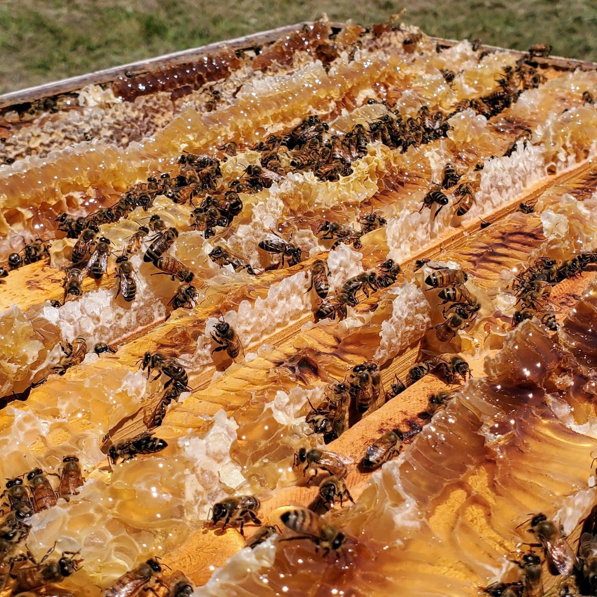 100% Pure Beeswax – Foxhound Bee Company