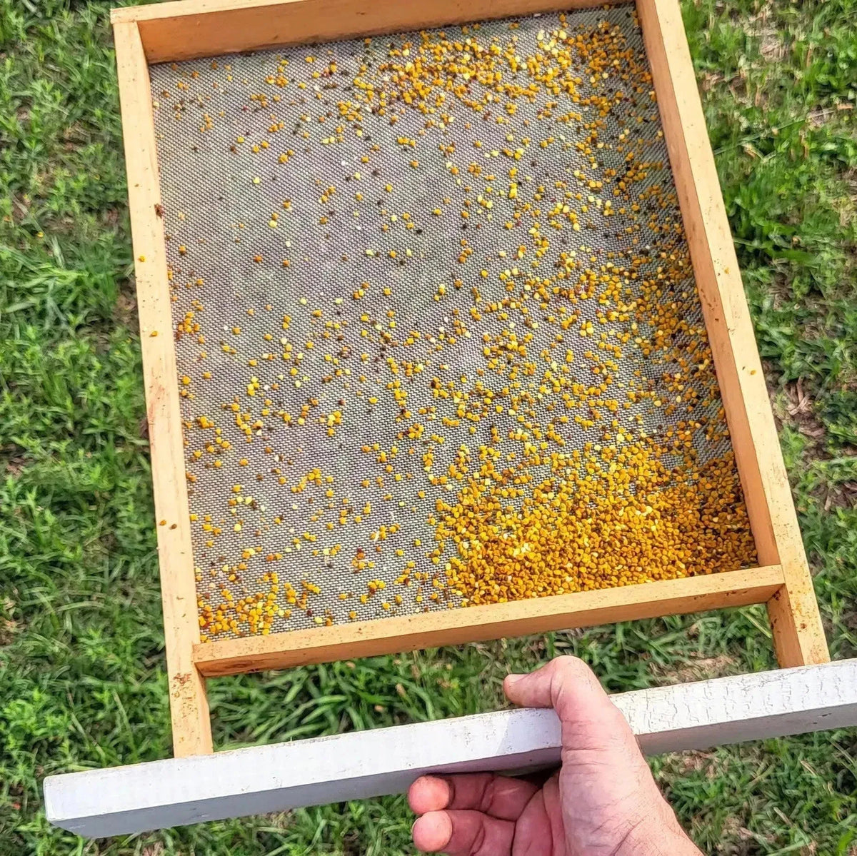 Pollen Harvesting – Foxhound Bee Company