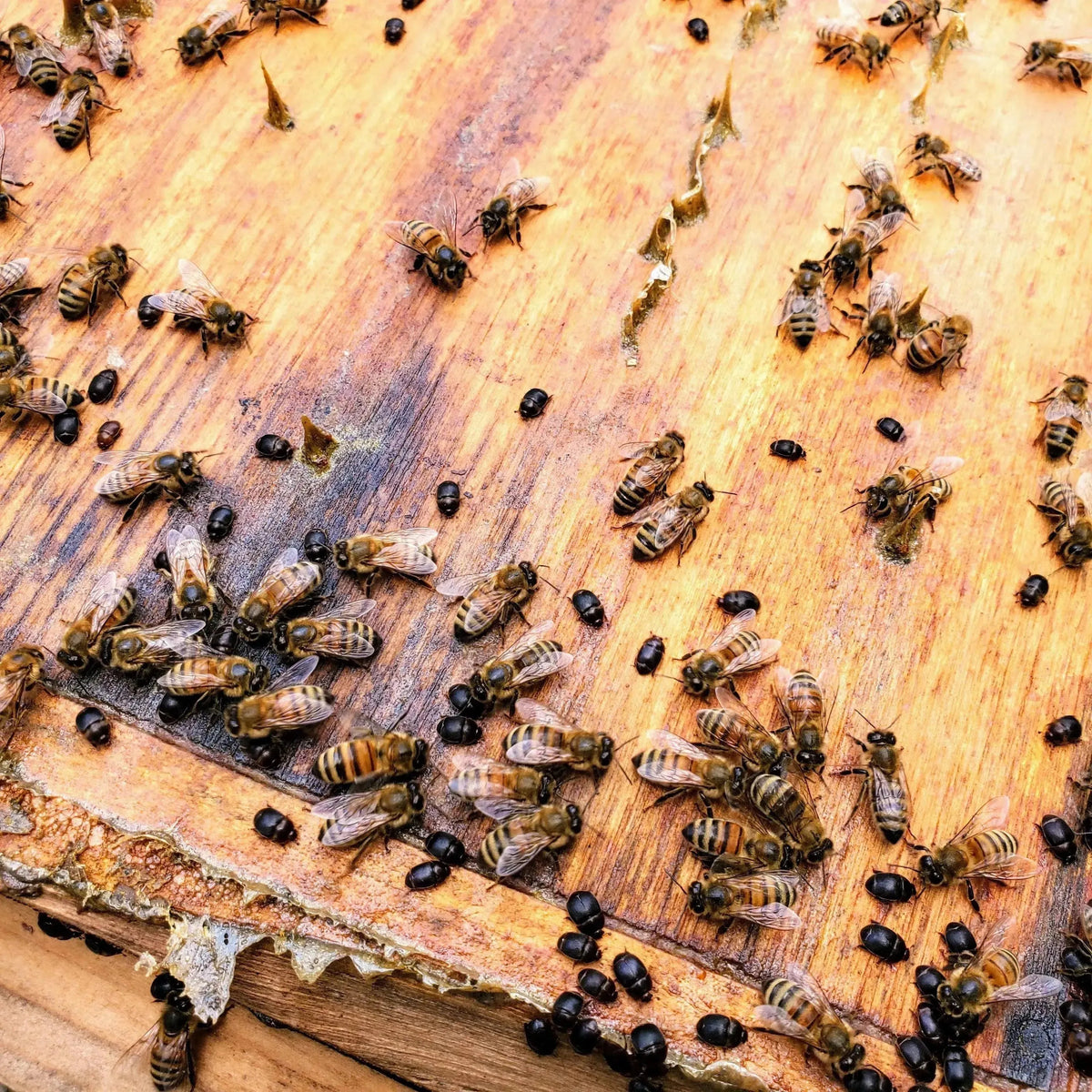 BEE-HIVE フライヤー small-hive-beetle-control-