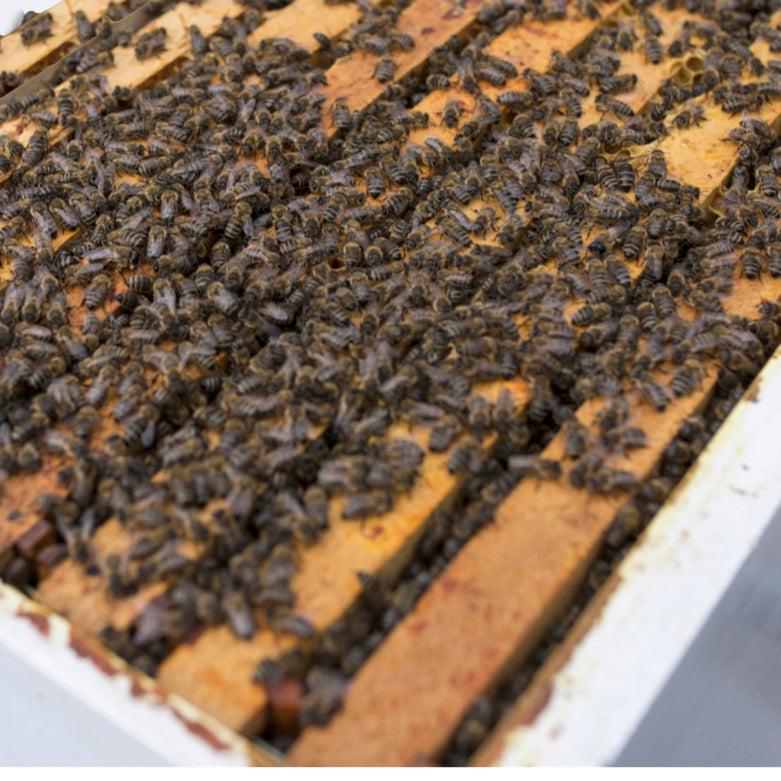 2024 Alabama Nucleus Hive with Bees-Hive Products-5-Frame 2023 Queen in Temporary Nucleus Box (April - May)-Overstock-Foxhound Bee Company