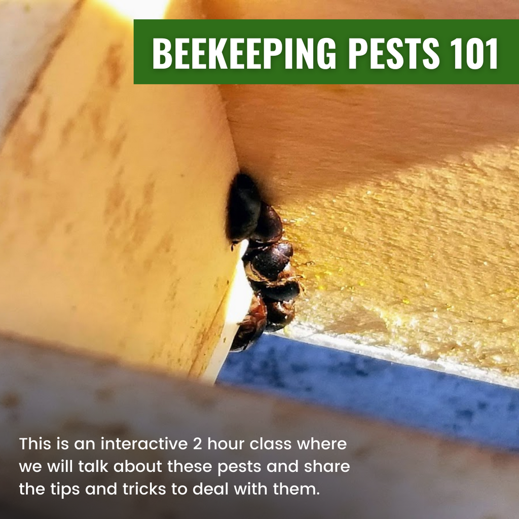 Beekeeping Pests 101-Education-Foxhound Bee Company