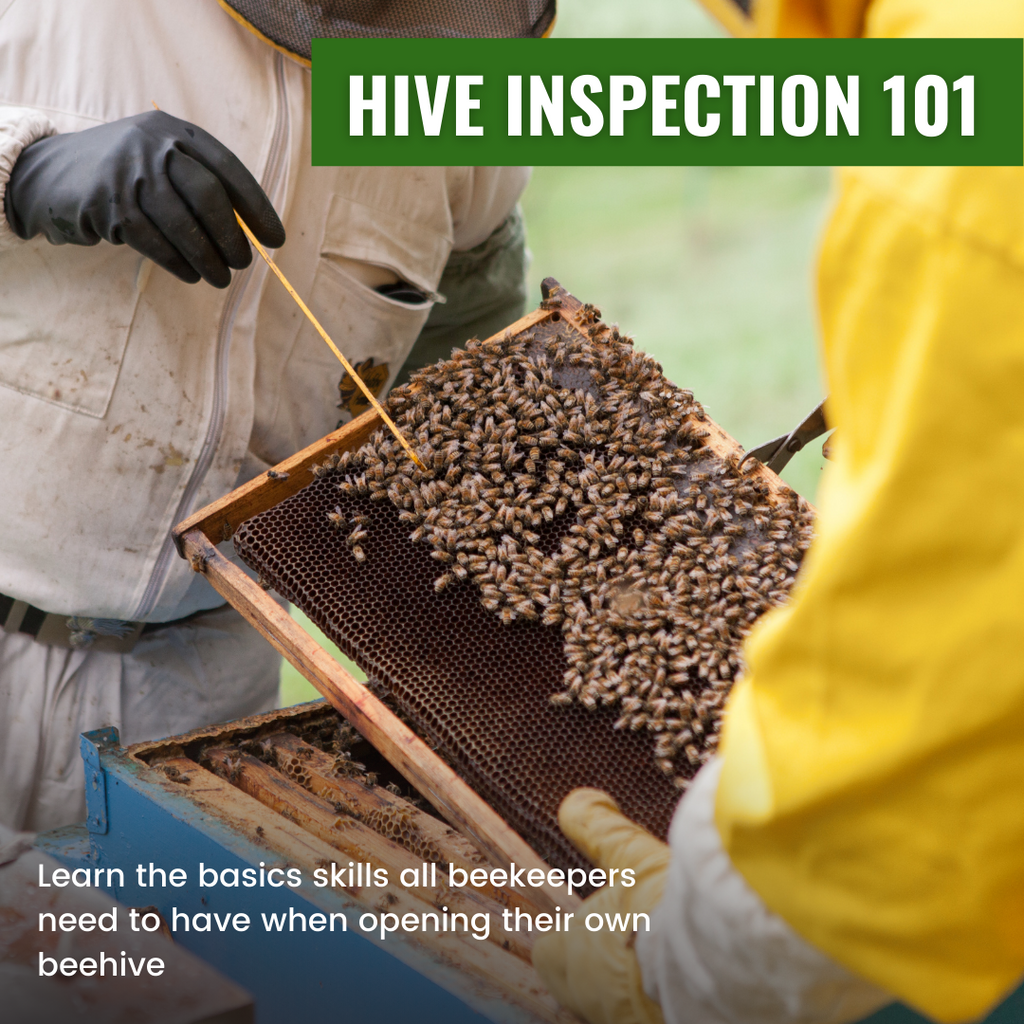 Hive Inspection 101-Education-Foxhound Bee Company