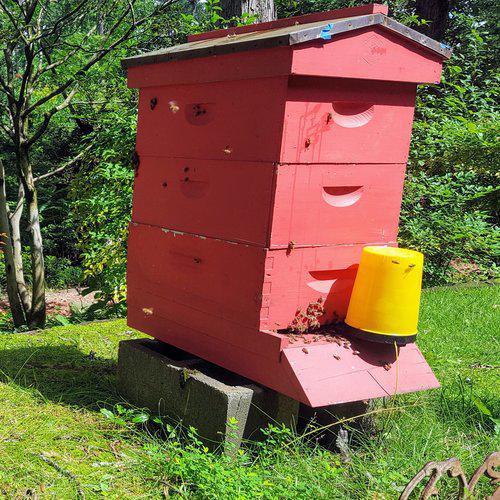 Private Class, In-Person or Online-Beekeeping Services-One-on-One Private Class In Person-Foxhound Bee Company
