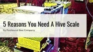 Reasons to have a hive scale