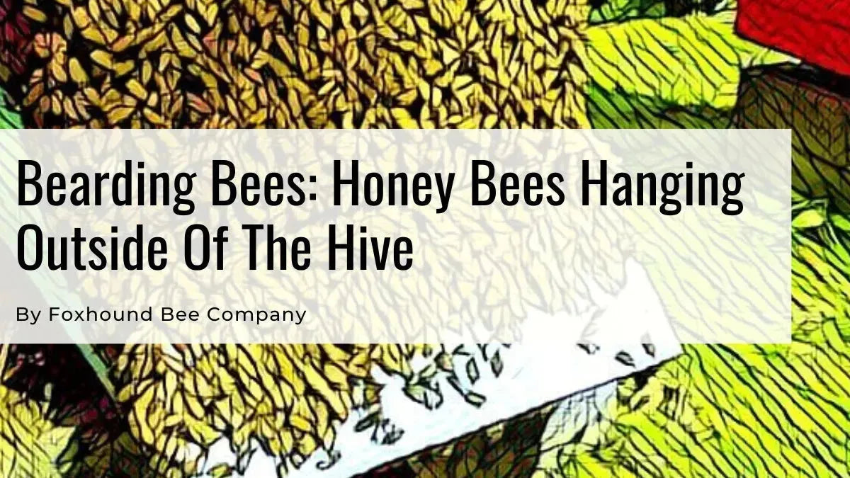 Bees Bearding