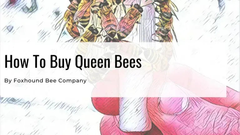Queen bee in a cage