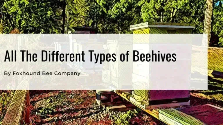 Types of Bee Hives