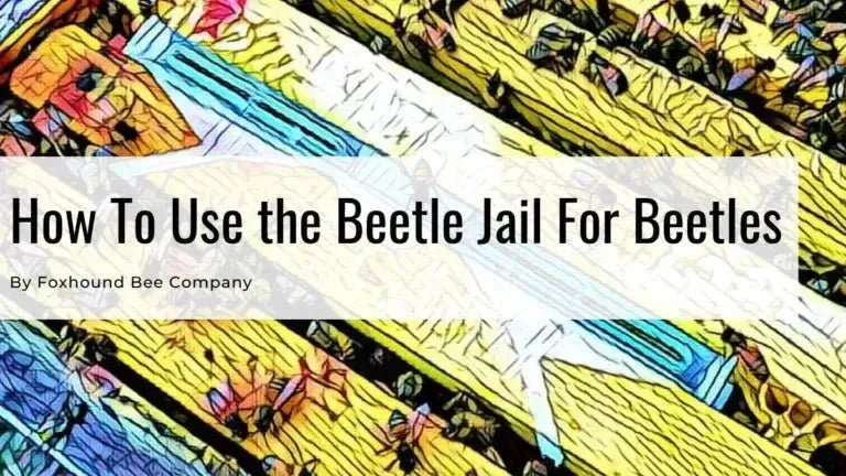 Catch Small  Hive Beetles with a beetle jail