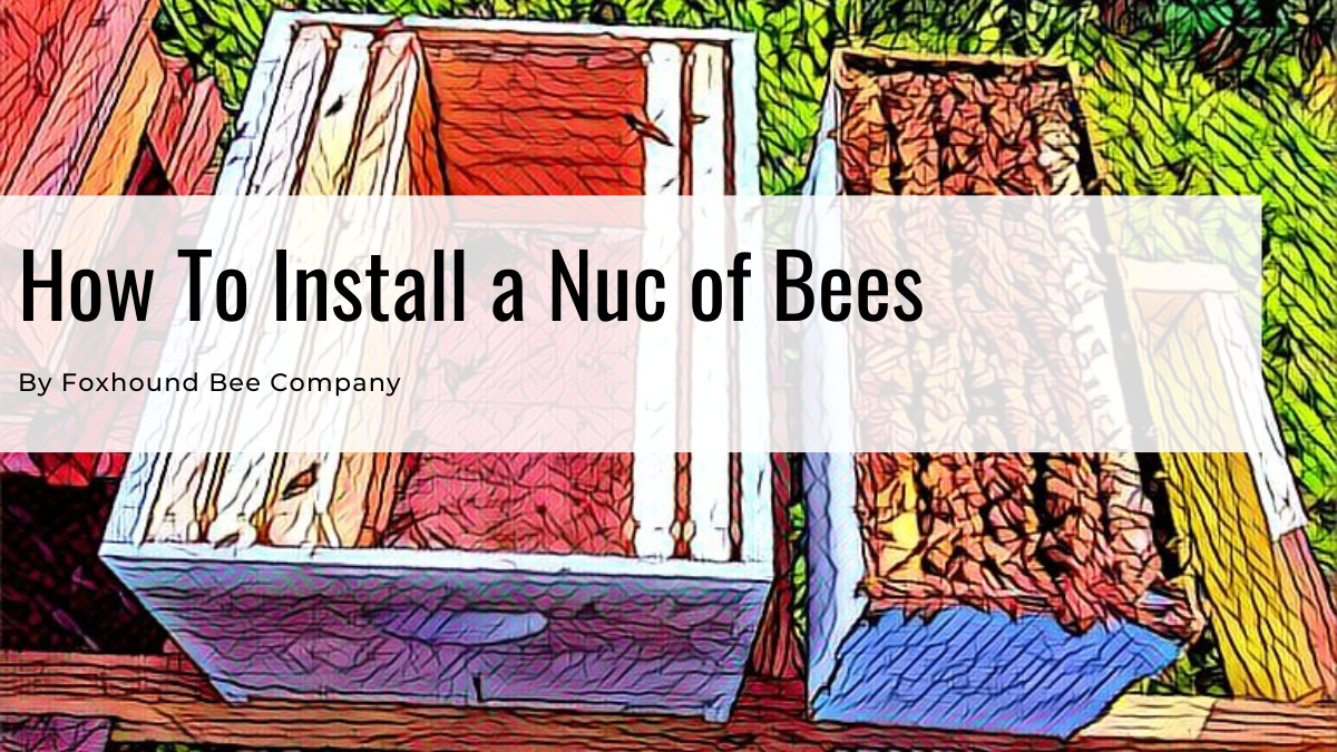Nuc of Bees