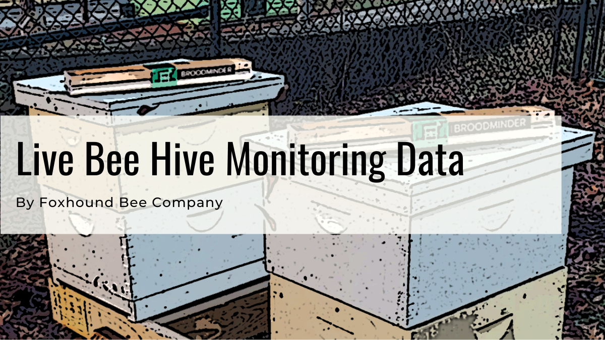 Live Bee Hive Scale And Sensor Data