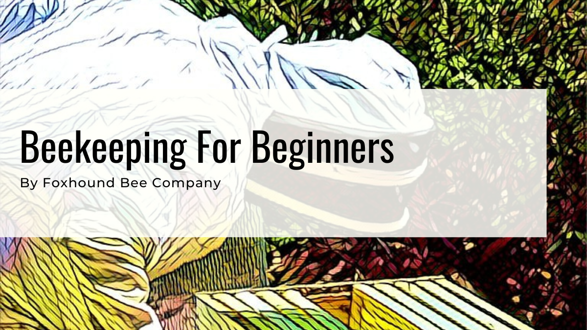 Beekeeping for Beginners