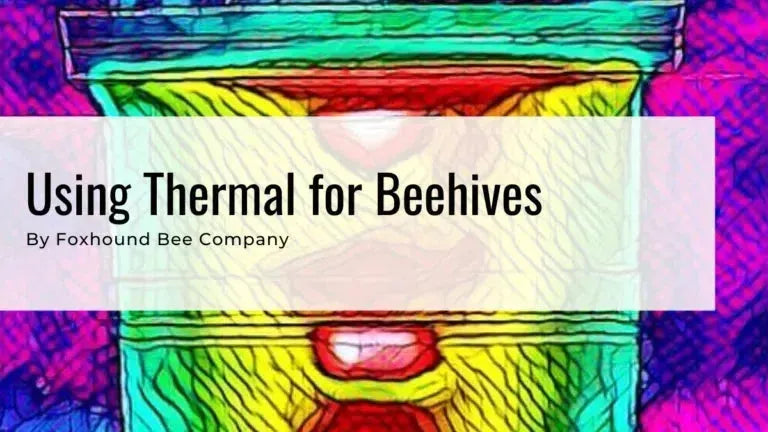 Beehive using thermal camera