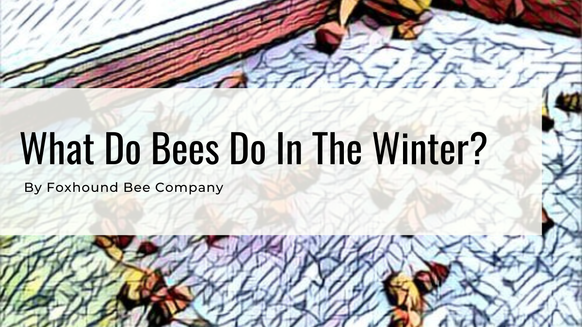 What Do Bees Do In The Winter?