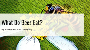 What bees eat