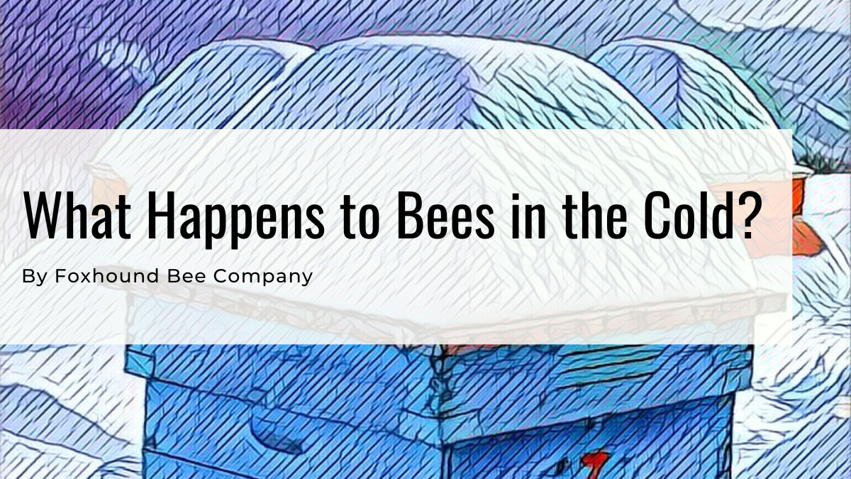 What happens to bees in freezing weather