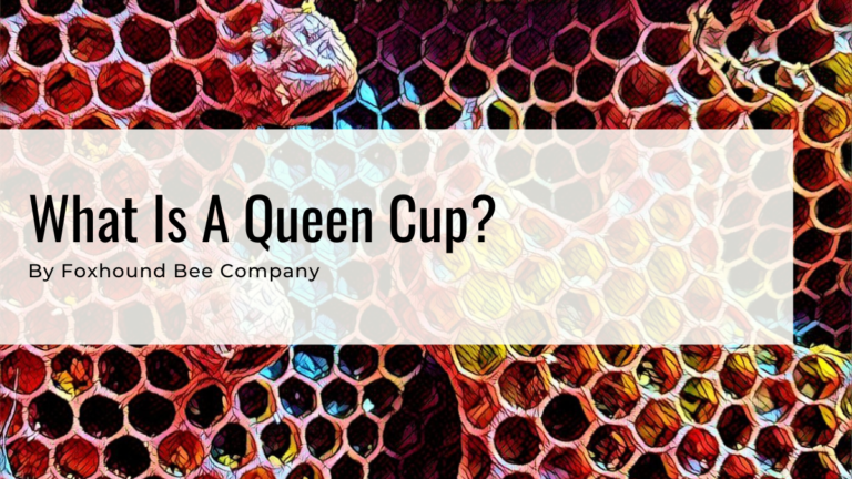 Queen Cup