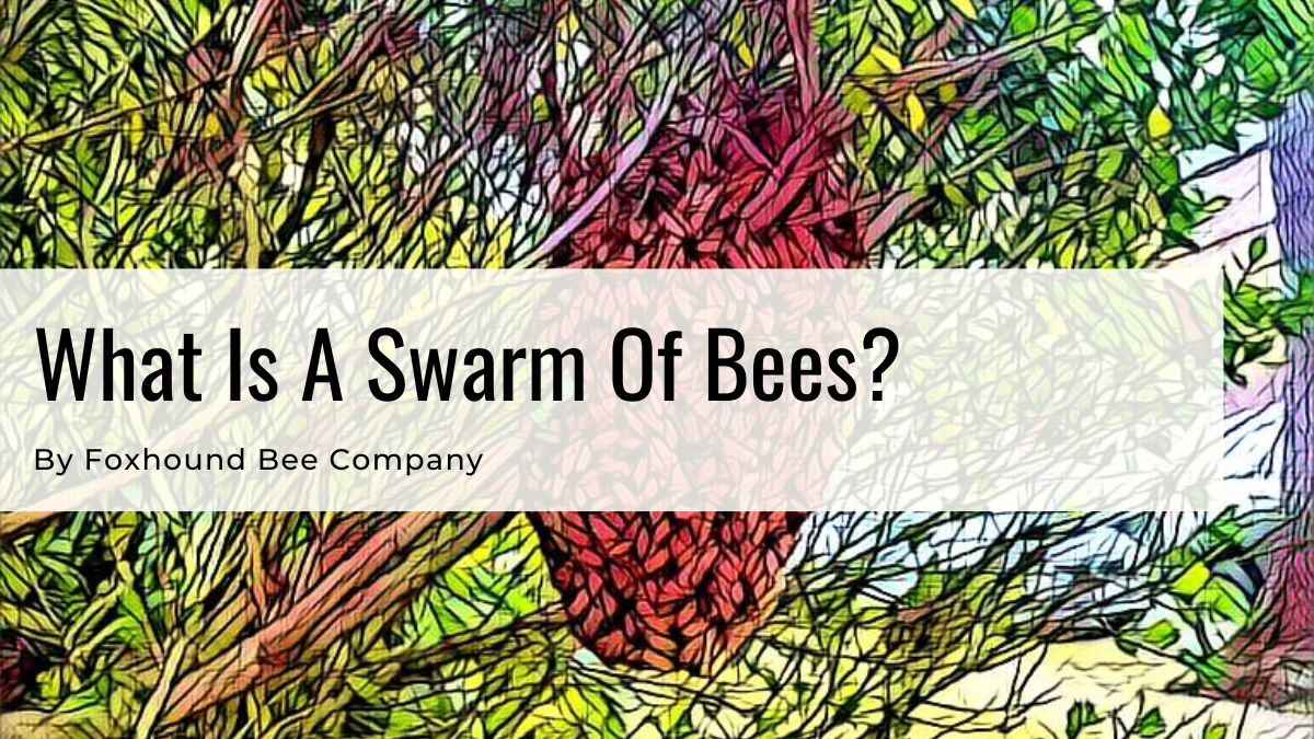 Swarm of Bees in the tree