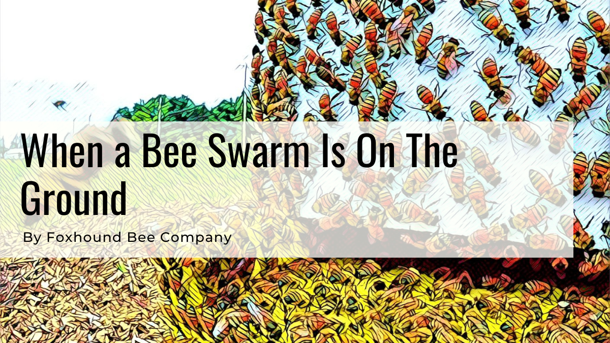 Bee swan on the ground