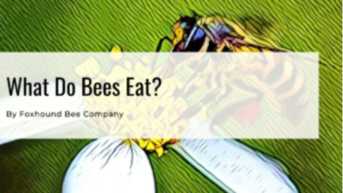 Why Would I Feed My Bees Green Food Coloring?