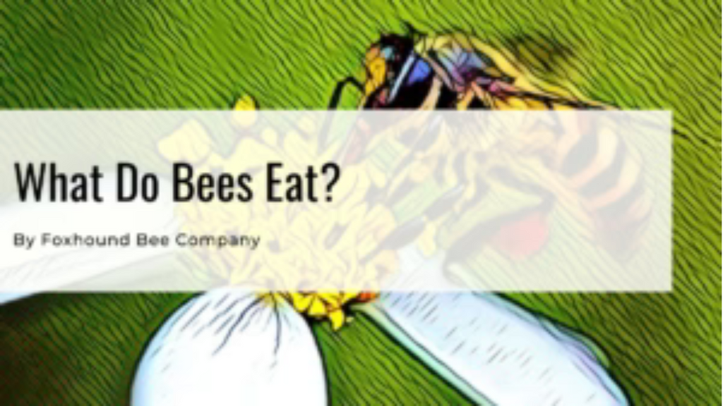 Why Would I Feed My Bees Green Food Coloring?