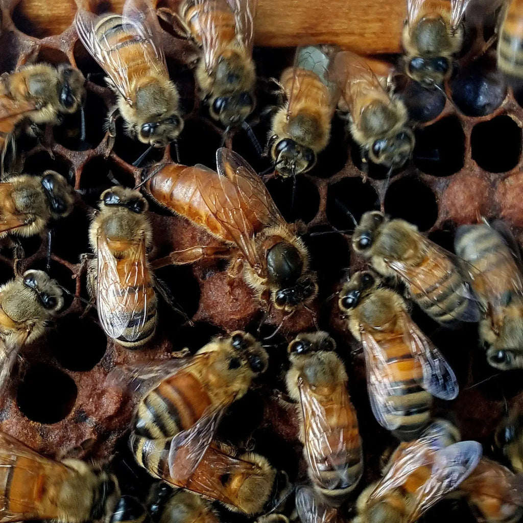 Mated Queens-Foxhound Bee Company