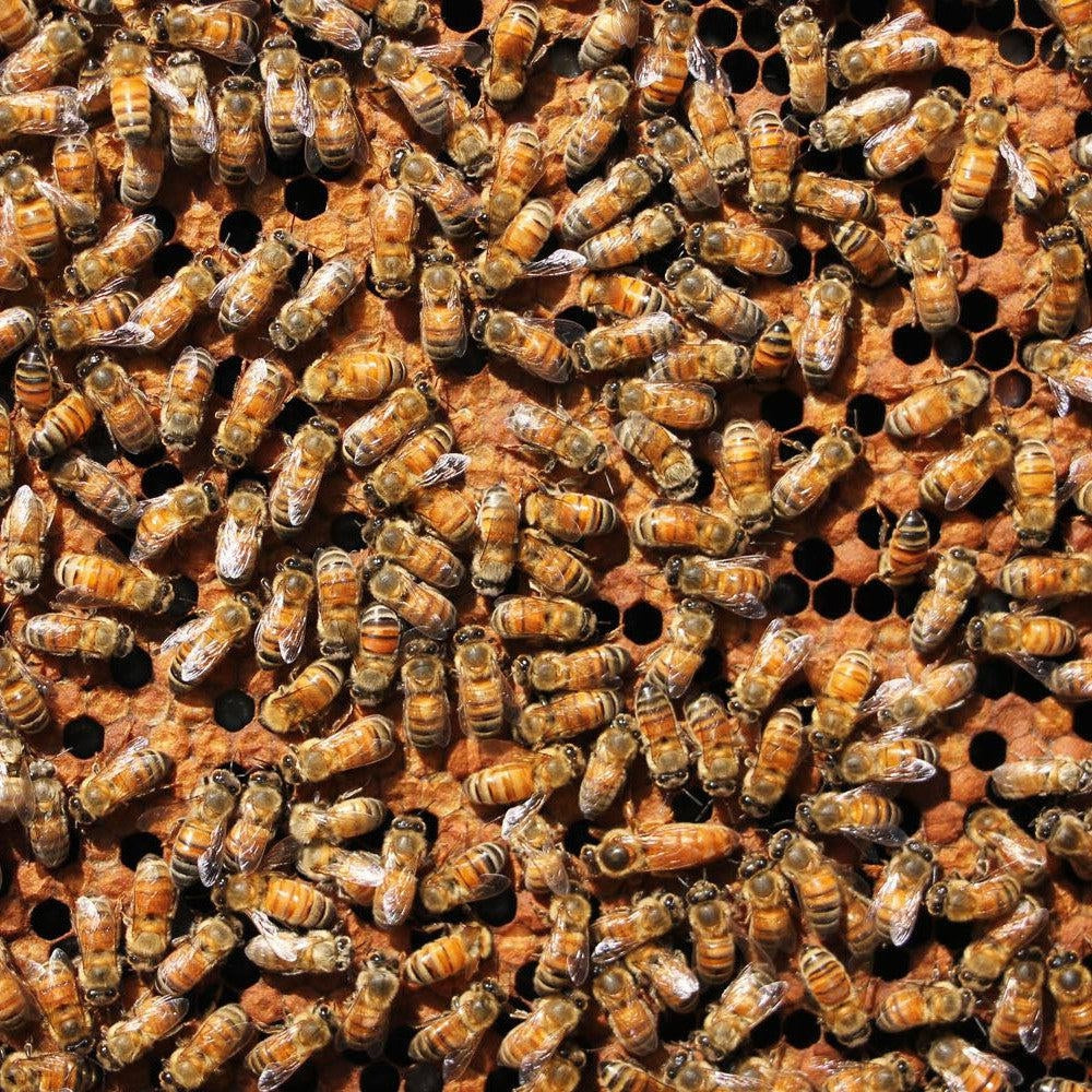 Queen Rearing And Management-Foxhound Bee Company