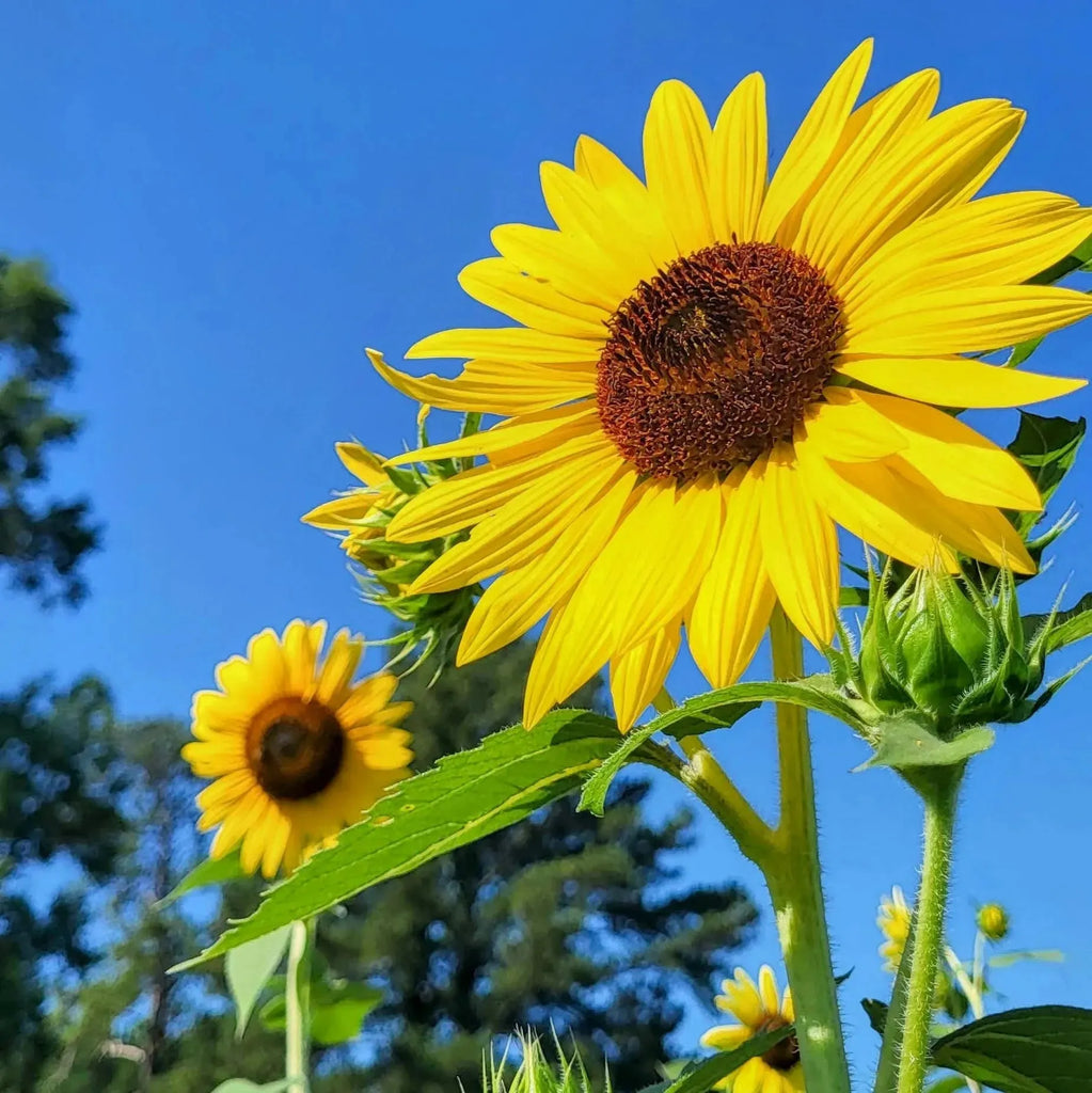 Spring Beekeeping Supplies-Foxhound Bee Company
