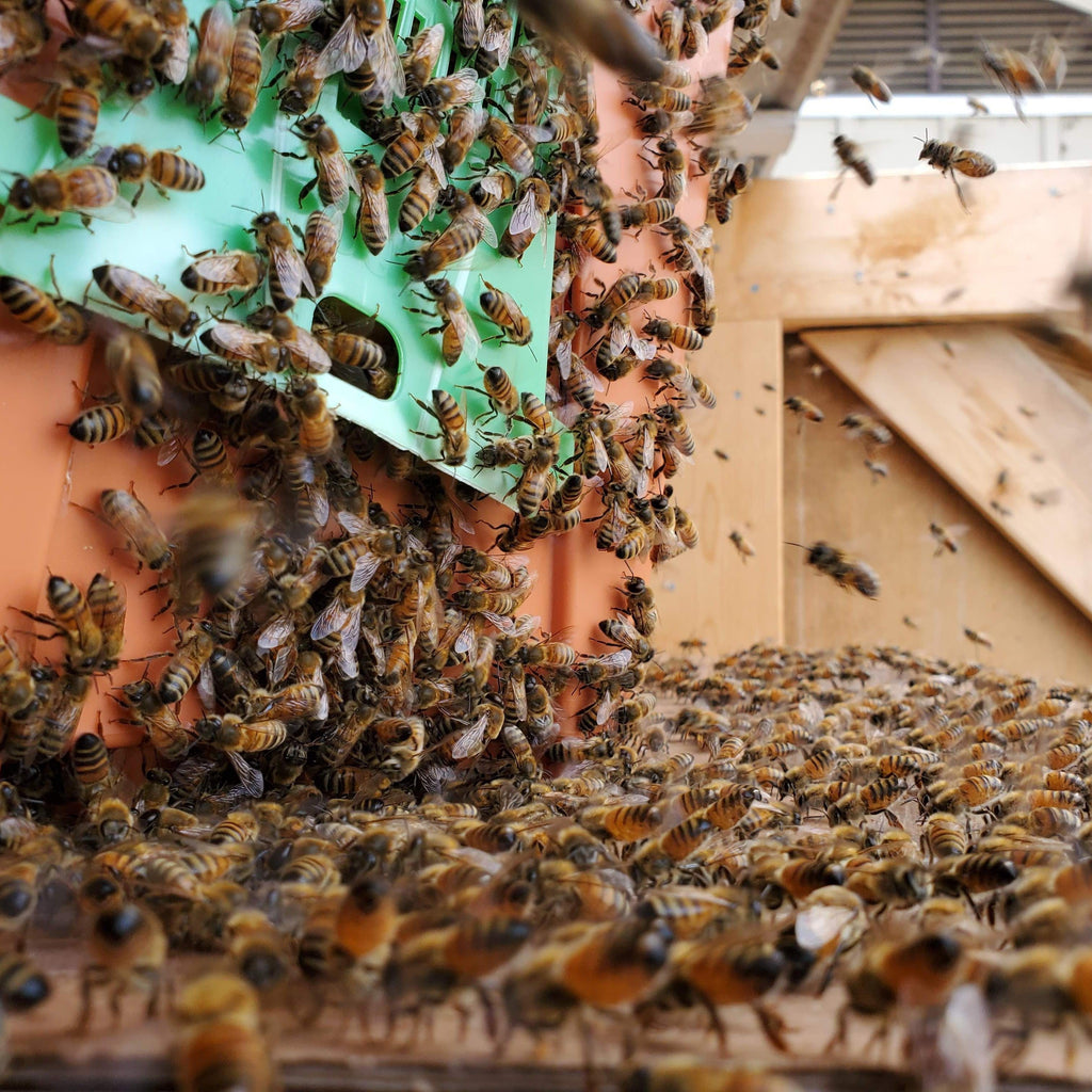 Swarming and Moving Bees-Foxhound Bee Company