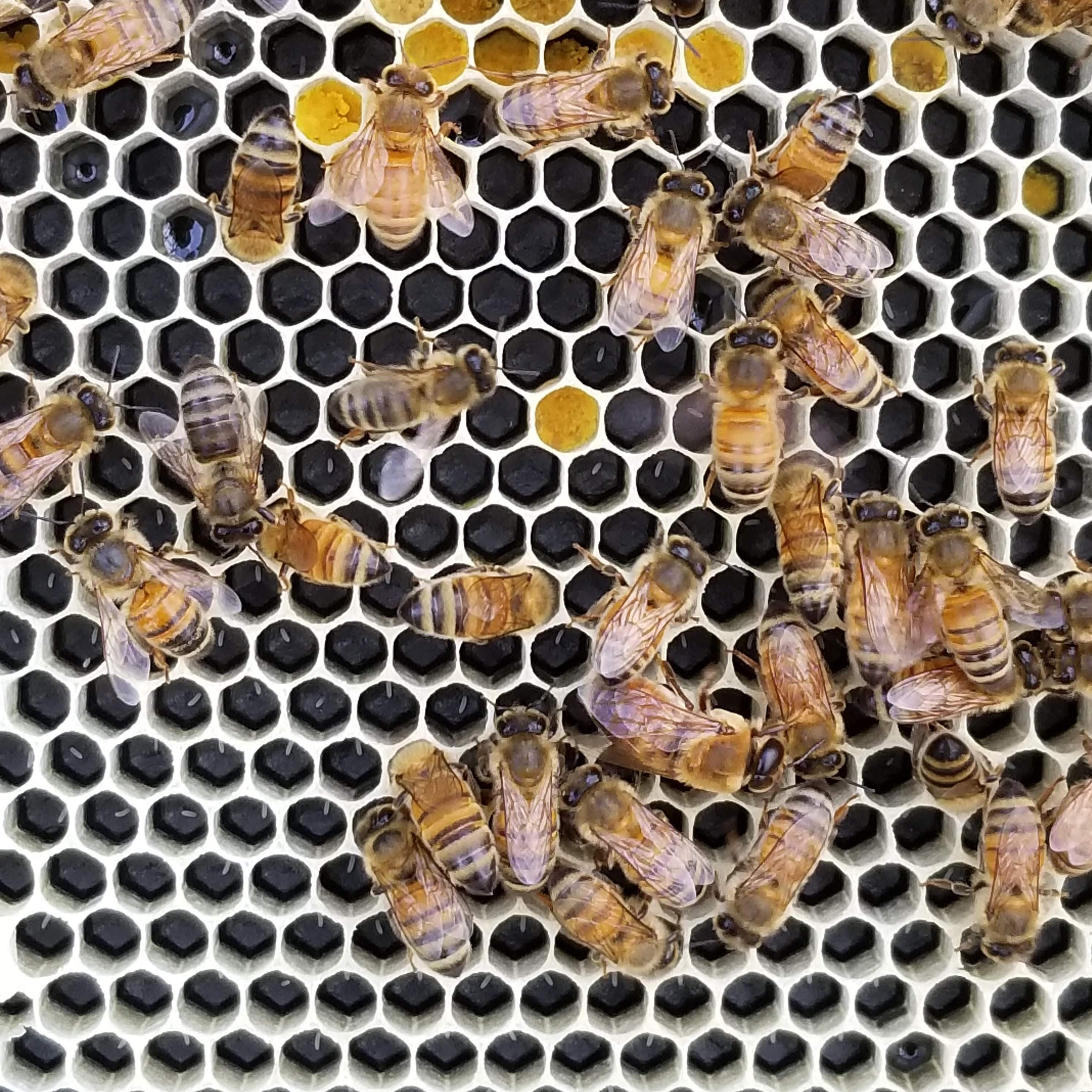 Wax Foundation Sheet Full Depth Beehive Frames - View #12