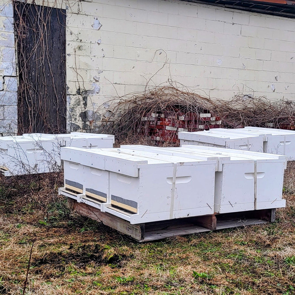 2024 Alabama Nucleus Hive with Bees-Hive Products-8-Frame Overwintered Colony in Wooden Box (February - March)-Saturday - February 24th 2024-Foxhound Bee Company