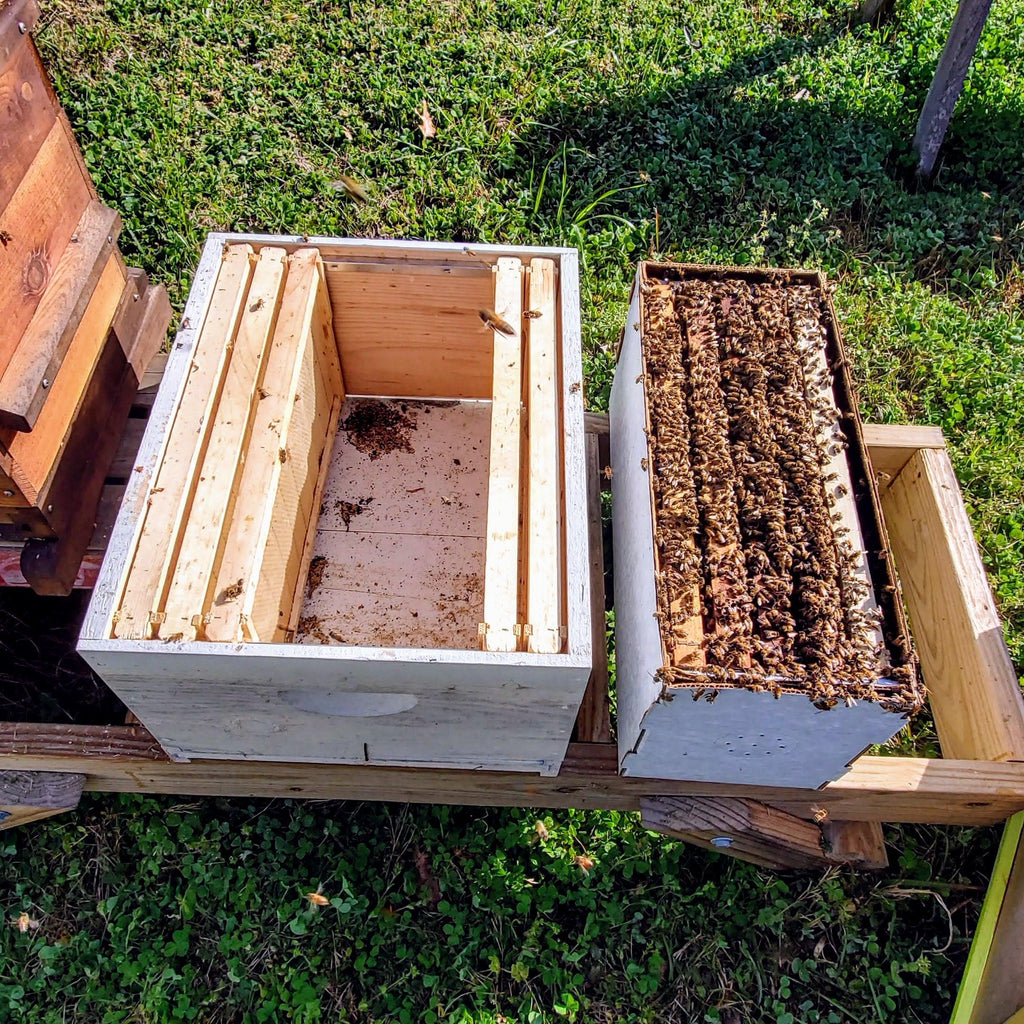 2024 Alabama Nucleus Hive with Bees-Hive Products-5-Frame 2023 Queen in Temporary Nucleus Box (April - May)-Overstock-Foxhound Bee Company
