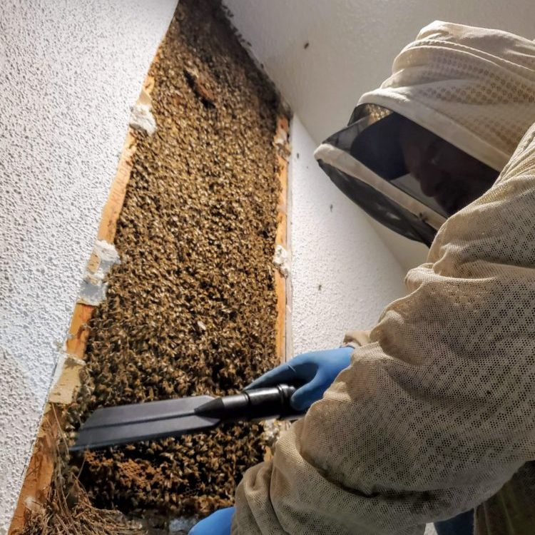 Live Bee Removals – Foxhound Bee Company