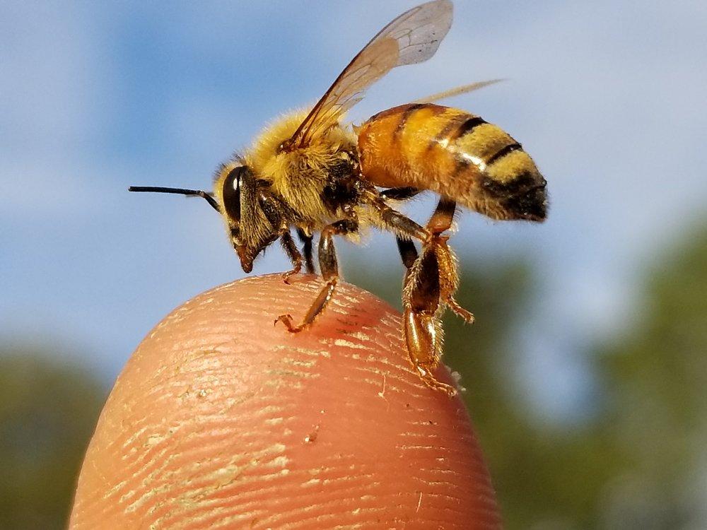 Bee School - One Day Class-Education-Foxhound Bee Company