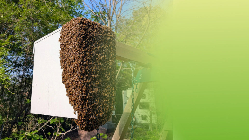 Master the Art of Hive Splitting