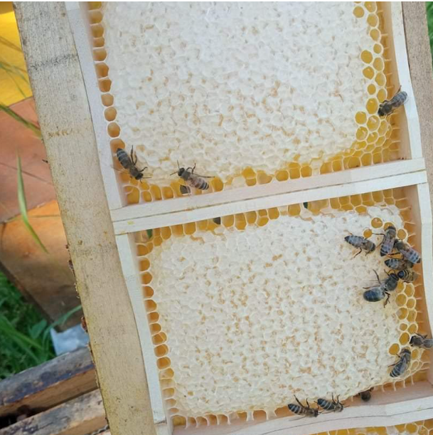 Comb Honey Cassettes-Hive Products-Deep Frame-1 Cassette-Foxhound Bee Company