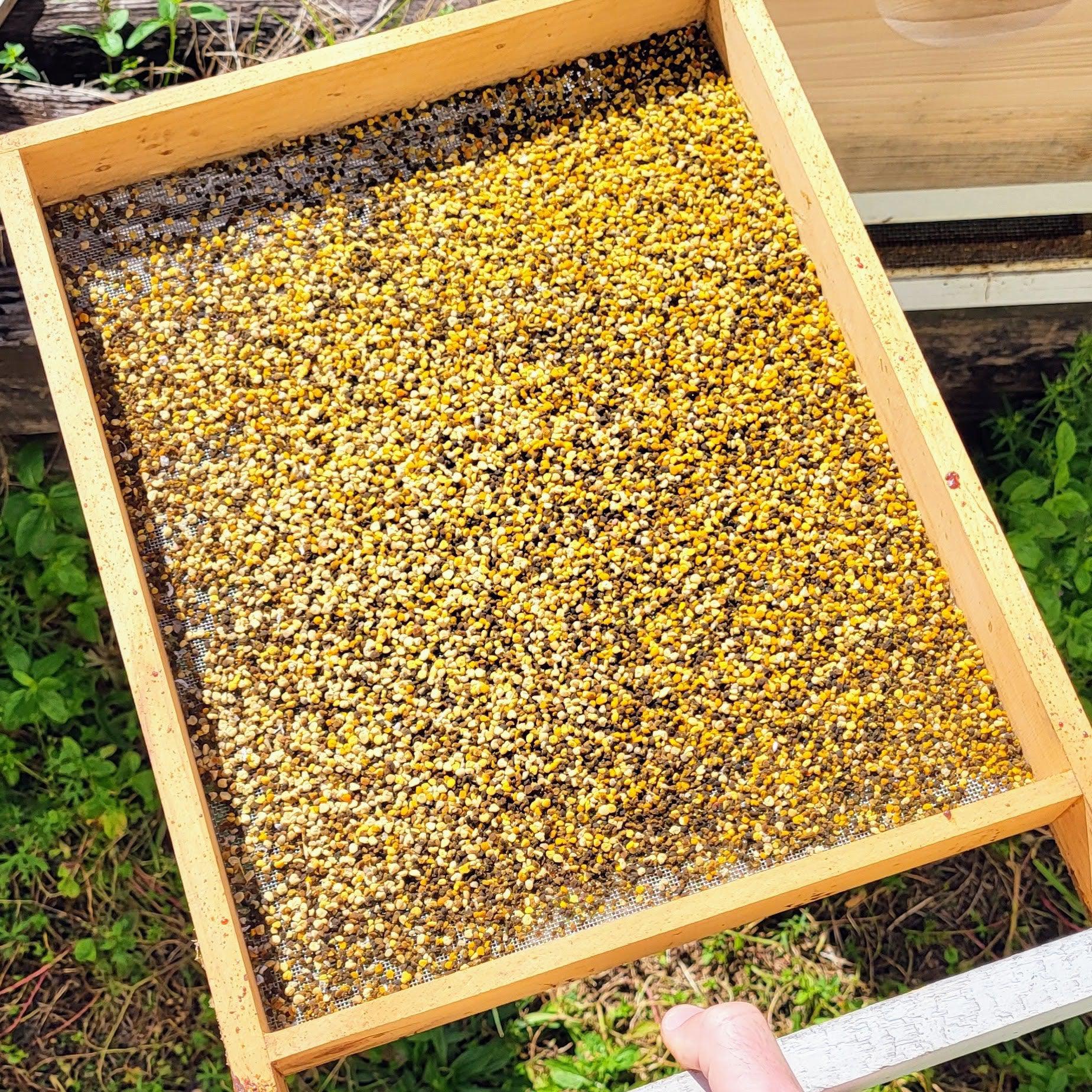 Fresh Birmingham Bee Pollen – Foxhound Bee Company