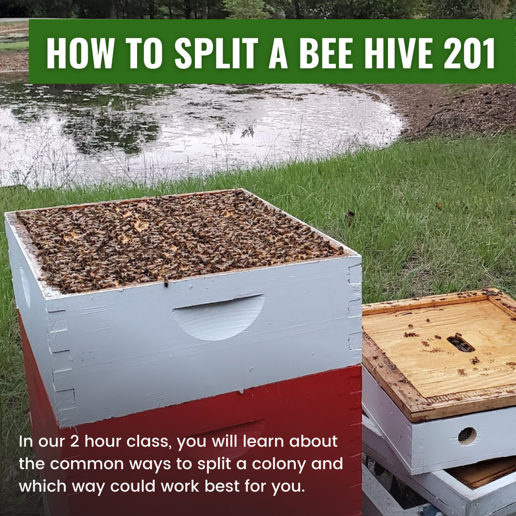 How To Split A Bee Hive 201-Education-Foxhound Bee Company
