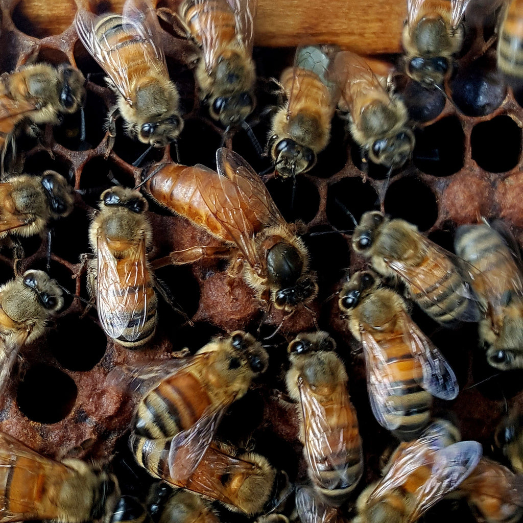 Mated Honey Bee Queens-Hive Products-Florida VSH Queen - Pre-Order (Early March)-Foxhound Bee Company