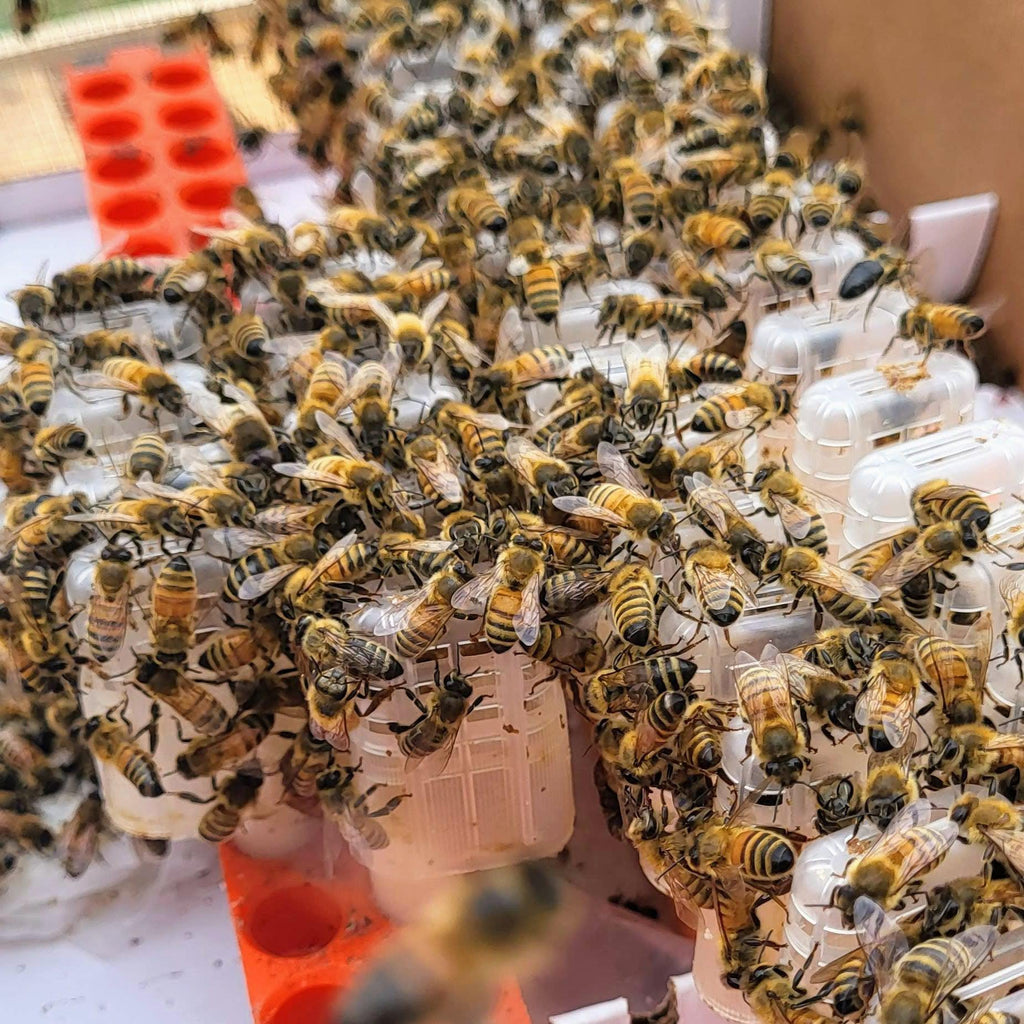Mated Honey Bee Queens-Hive Products-Florida VSH Queen - Pre-Order (Early March)-Foxhound Bee Company