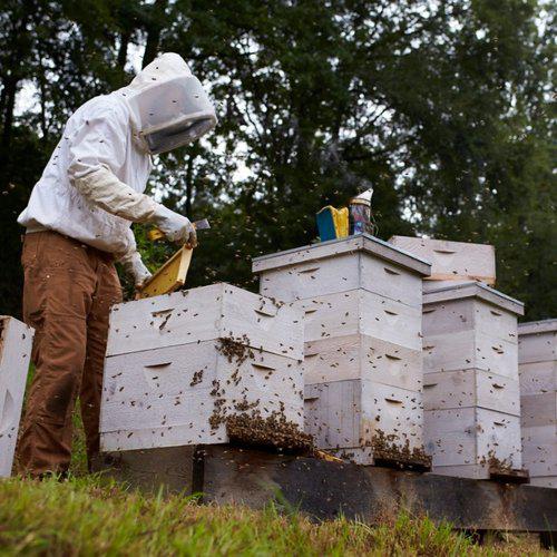 Private Class, In-Person or Online-Beekeeping Services-One-on-One Private Class In Person-Foxhound Bee Company