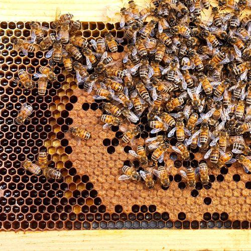 Private Class, In-Person or Online-Beekeeping Services-One-on-One Private Class In Person-Foxhound Bee Company