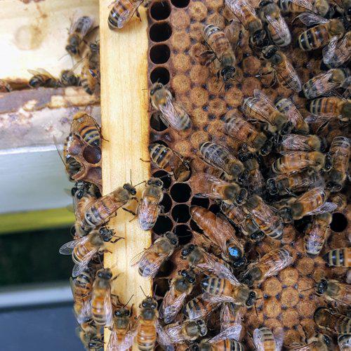 Private Class, In-Person or Online-Beekeeping Services-One-on-One Private Class In Person-Foxhound Bee Company