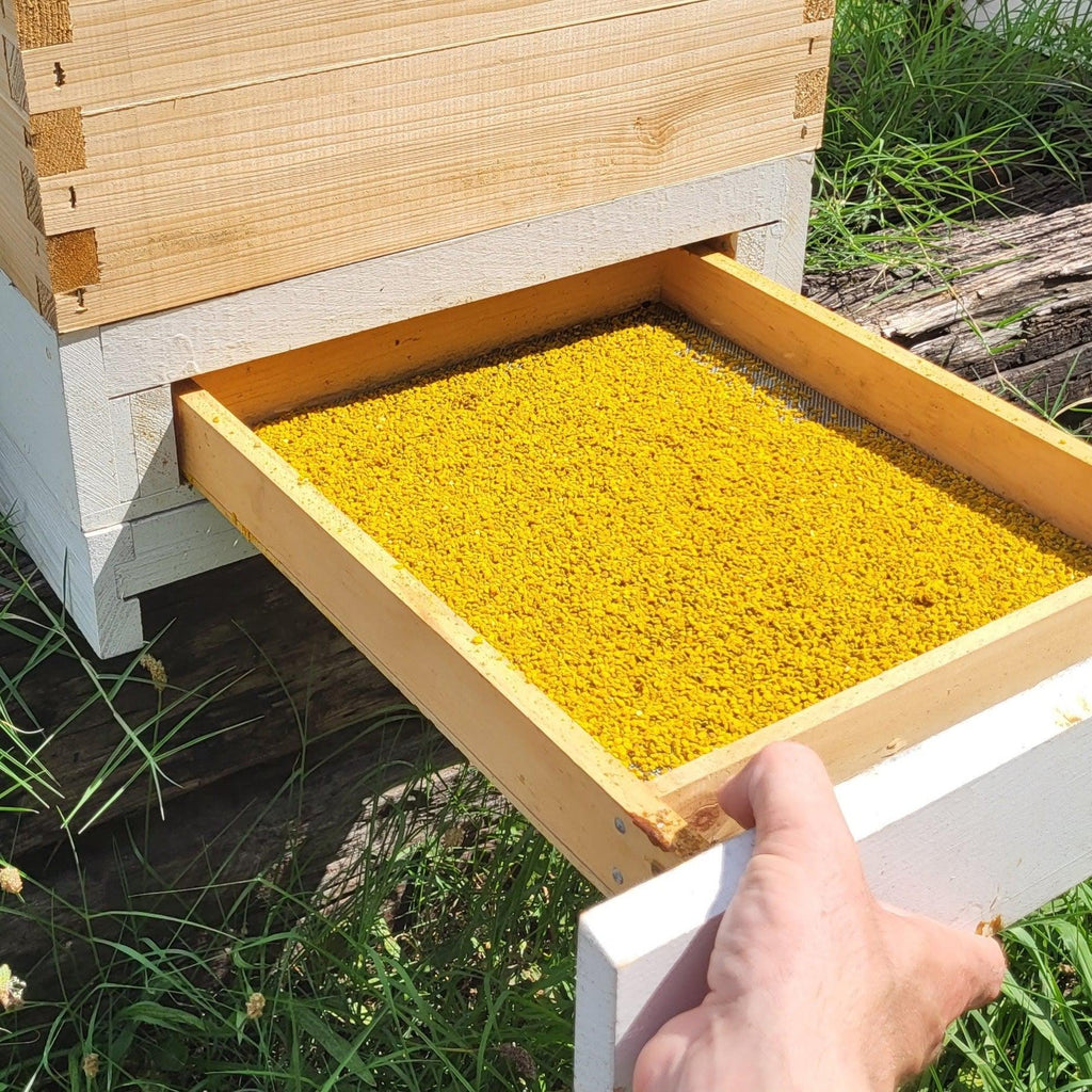 Sundance Pollen Traps-Bottom Mount Rear Drawer-10 Frame-Foxhound Bee Company