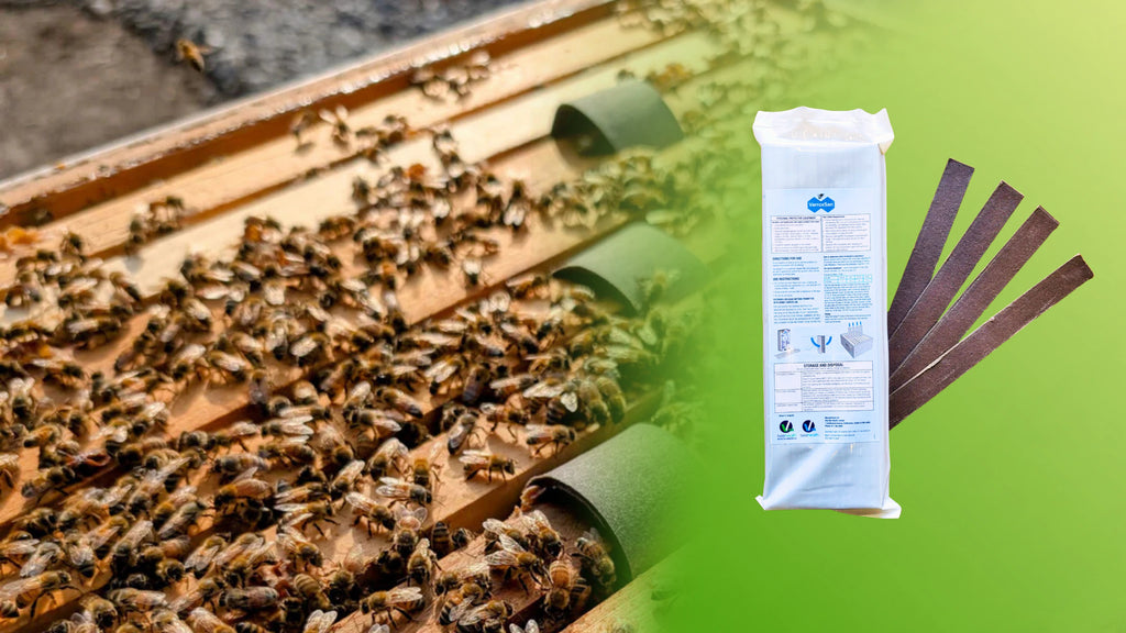 VarroxSan™ Oxalic Acid Strips – Natural Varroa Mite Control