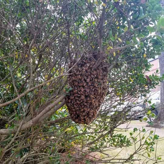 bees on yard