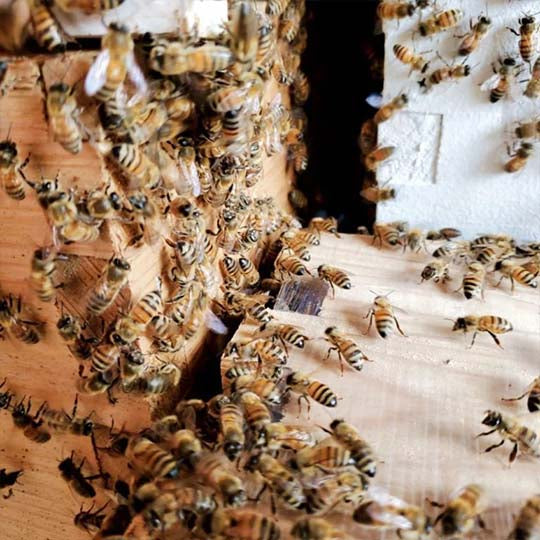 bees removal from object