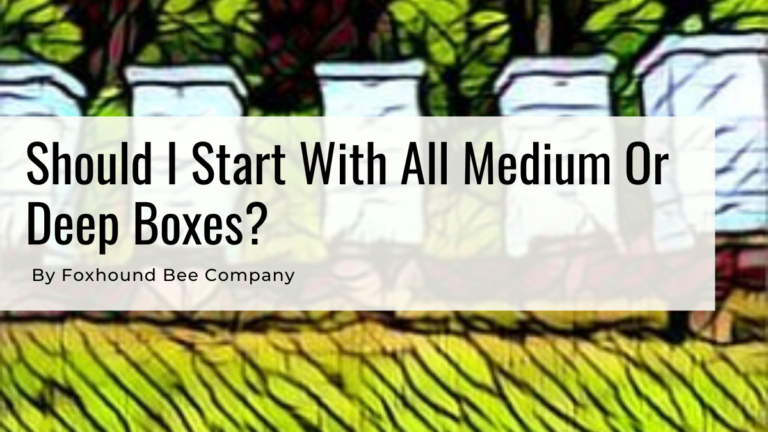 should-i-start-with-all-medium-or-deep-boxes-beekeeping-equipment-foxhound-bee-company-beekeeping-blog-Foxhound Bee Company